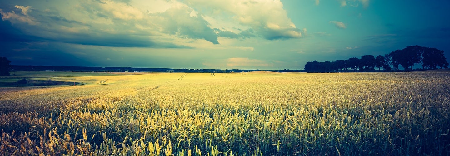 Field of grain