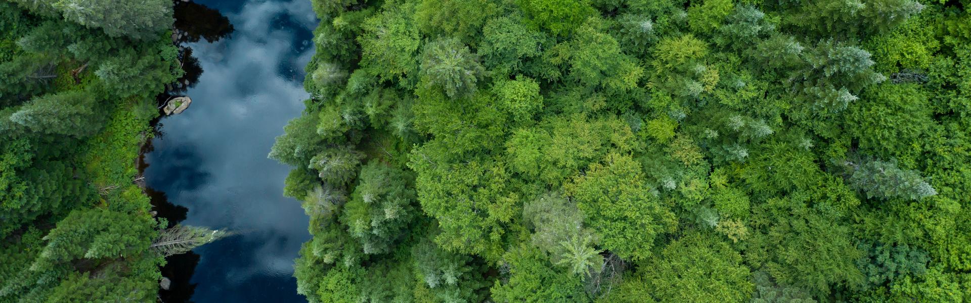 View of the forest and the river from above