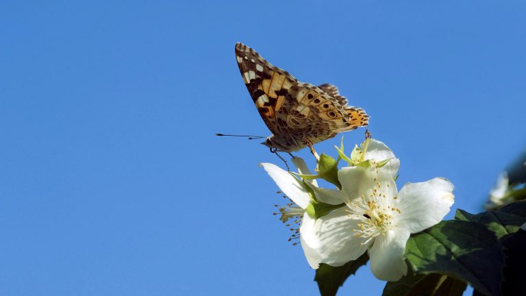 Butterfly on a flower