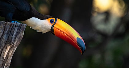 Wildlife scene from jungle, Toucan