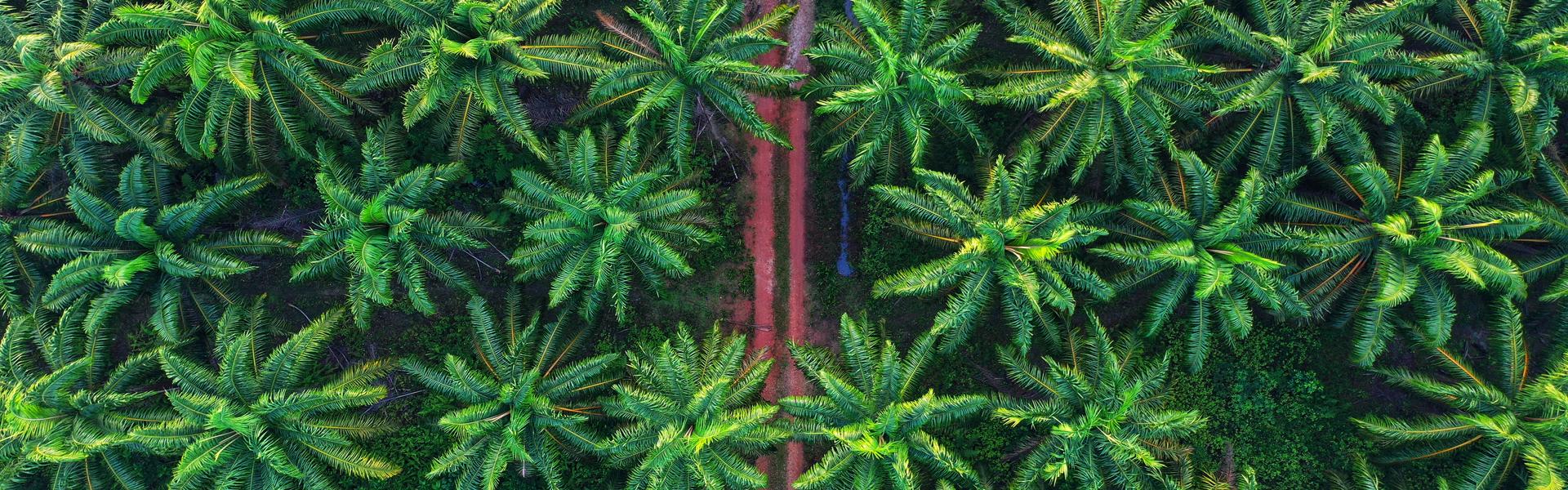 Palm tree forest