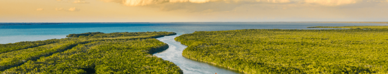 Aerial view of the forest and the river joining the sea