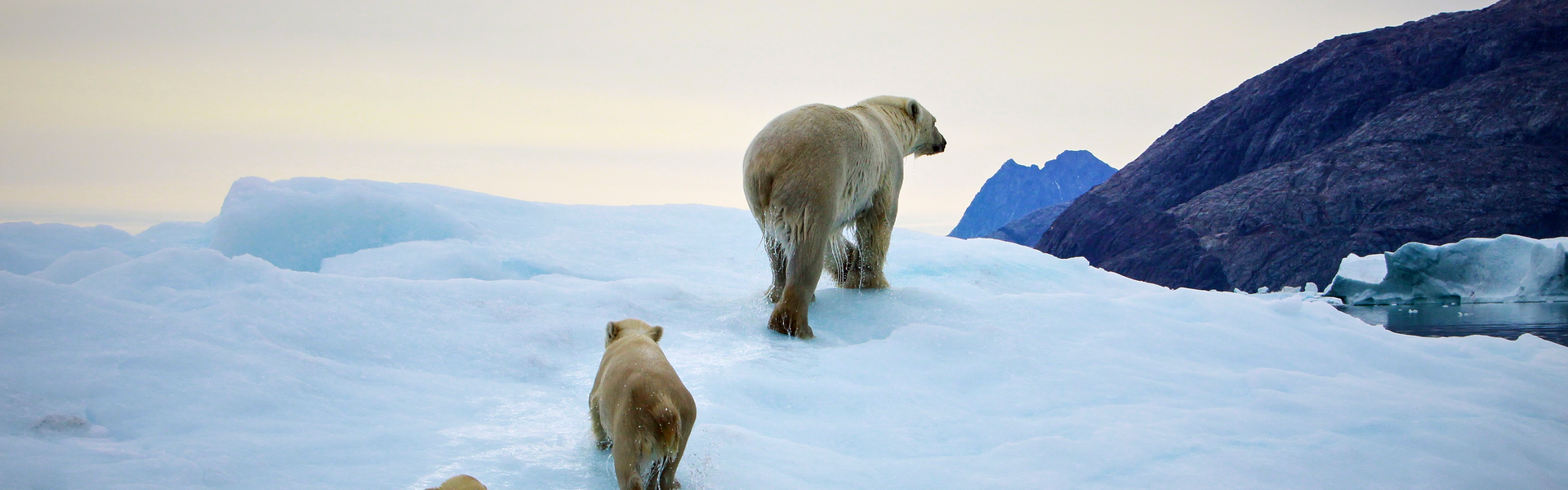 Two arctic bears