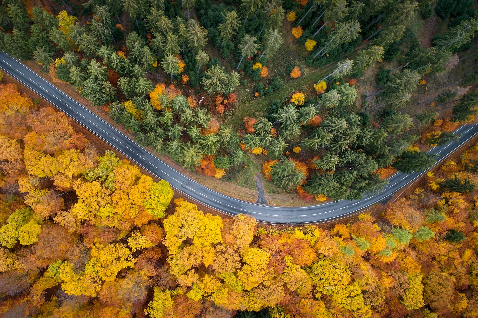 A road in the autumn forest