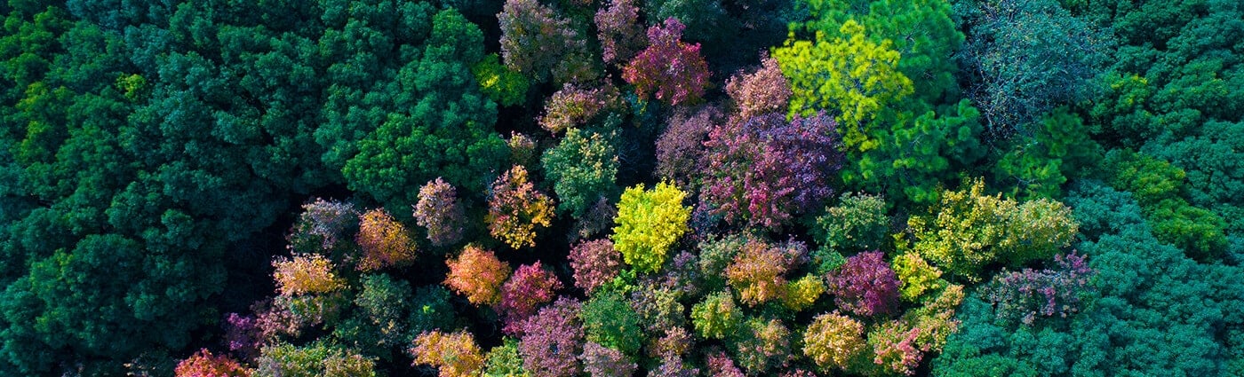 Bird's-eye view of the colorful trees