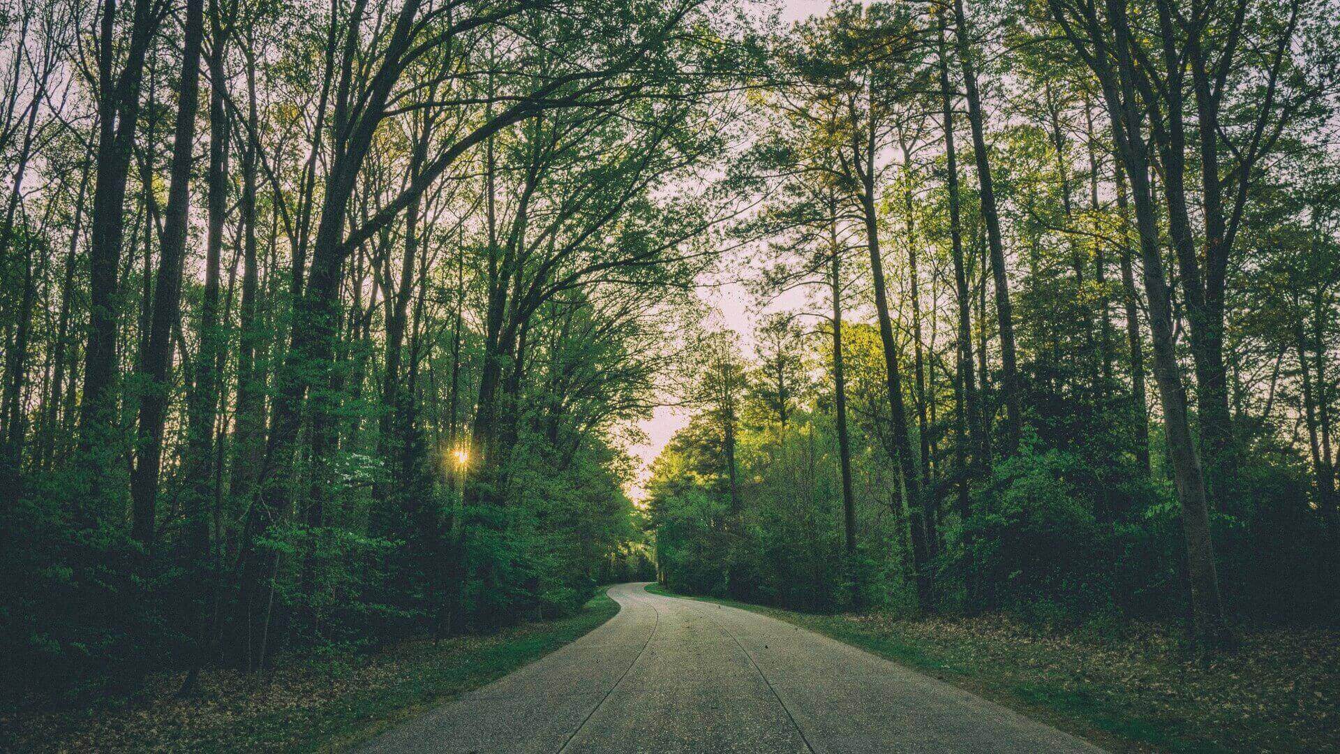 Green woods with light