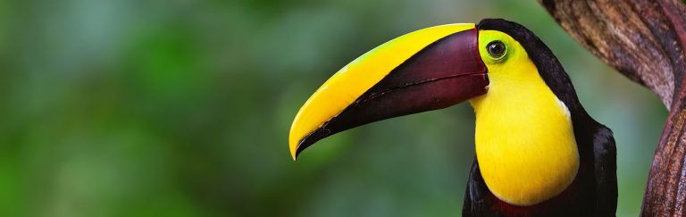 Chestnut mandibled toucan in Costa Rica