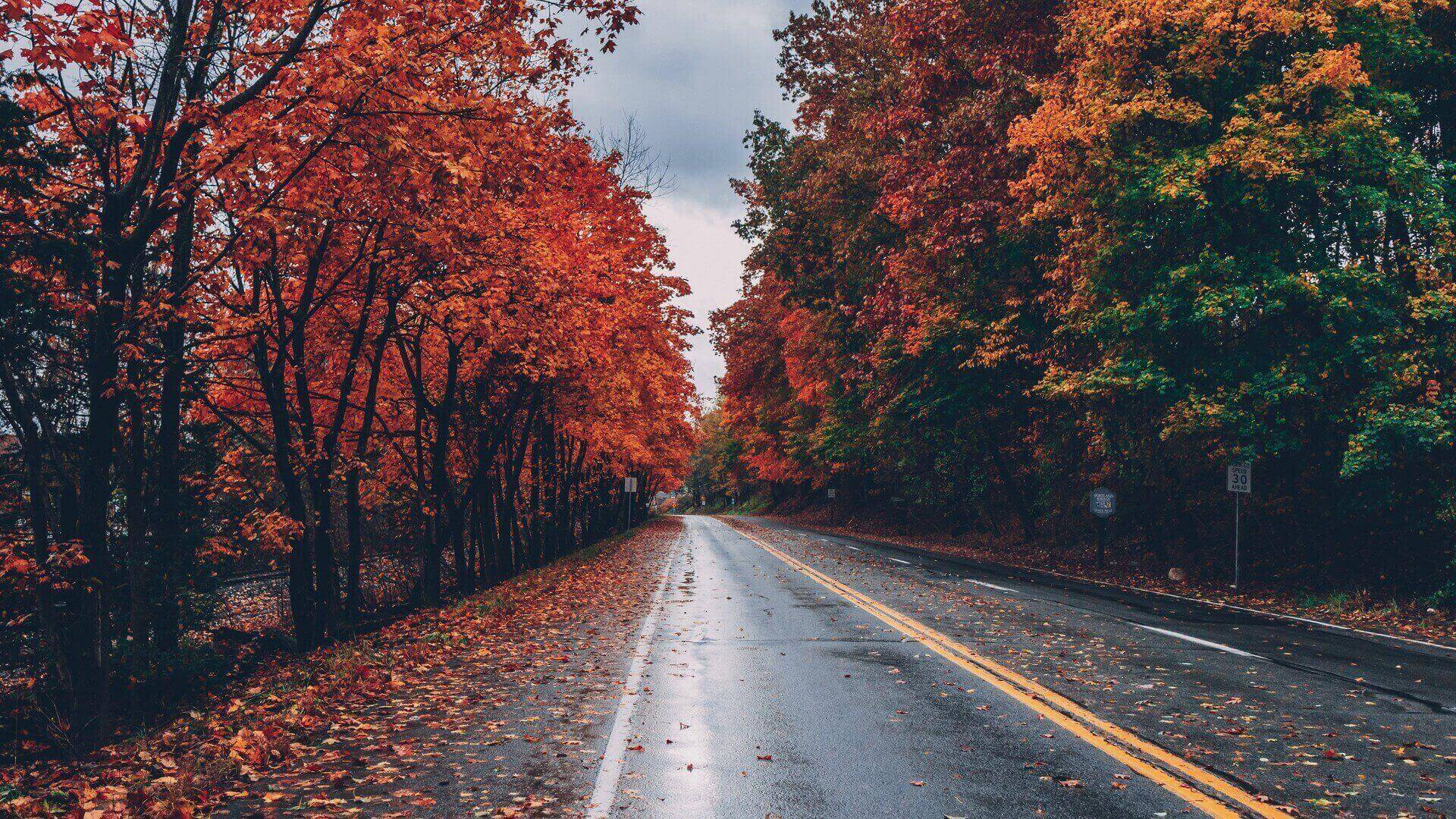 Road in the autumn forest