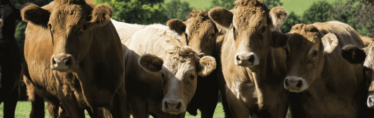 Jersey cows