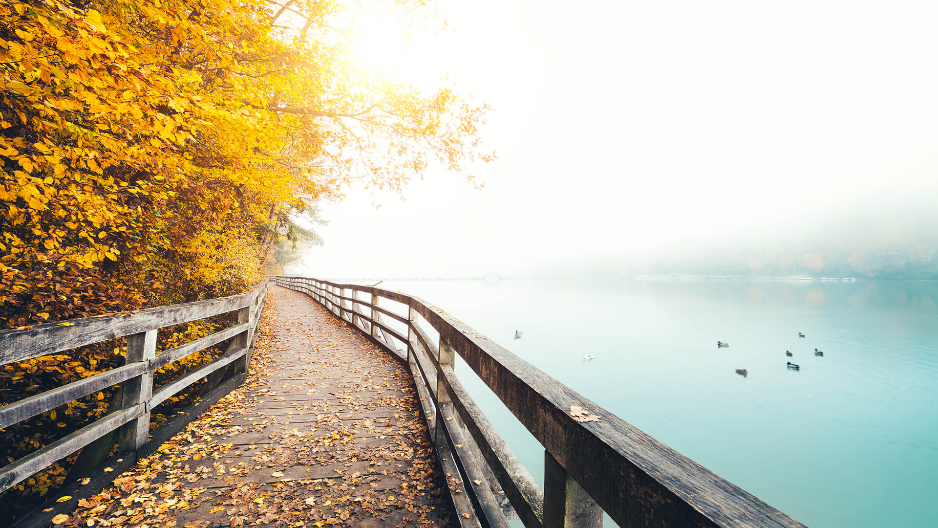 Autumn path along the lake