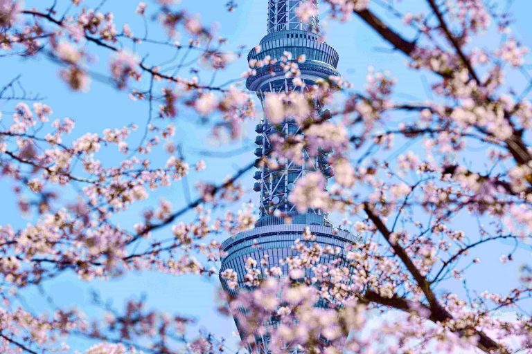 Sky Tree in pink cherry blossom at sunny day