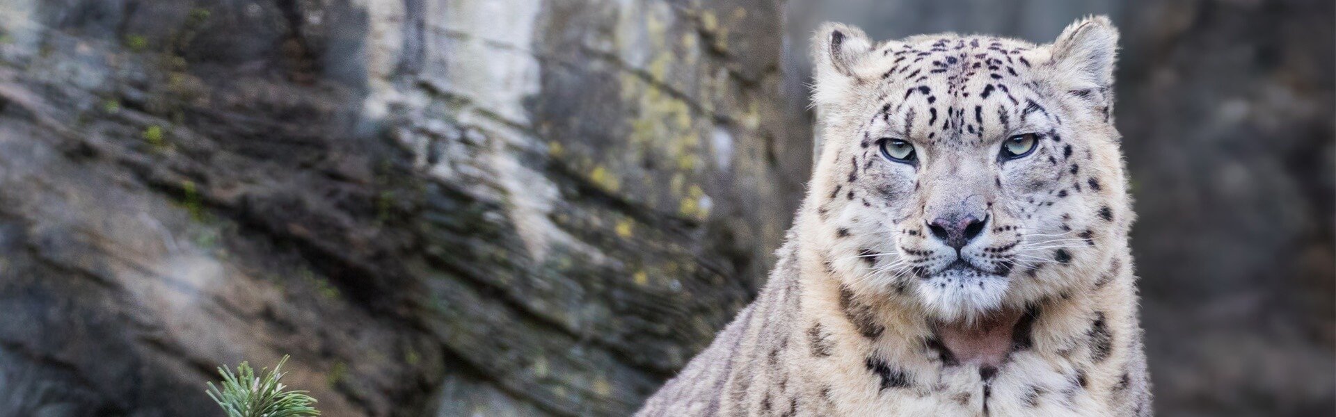 Snow leopard