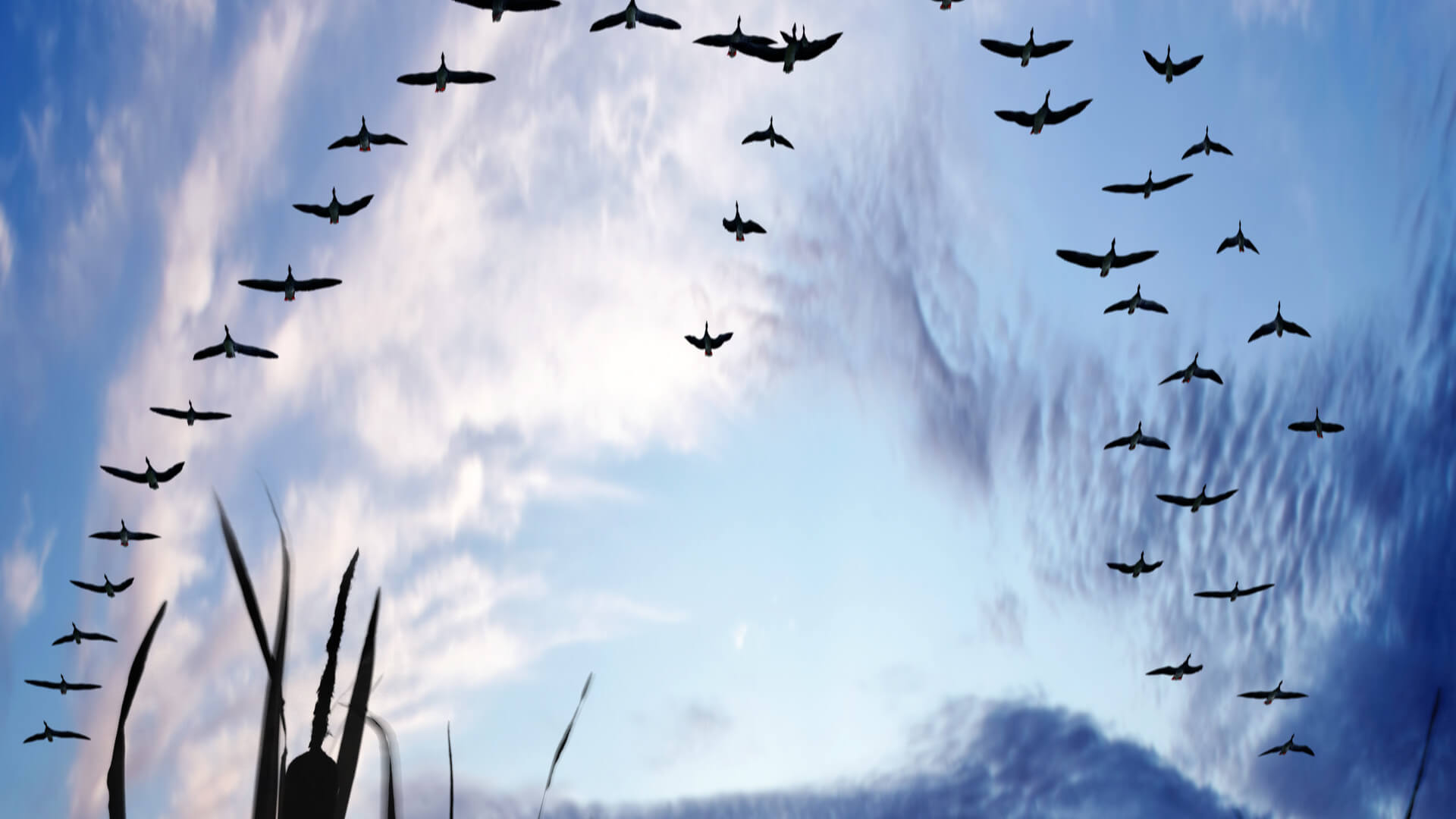 Birds flying in the sky
