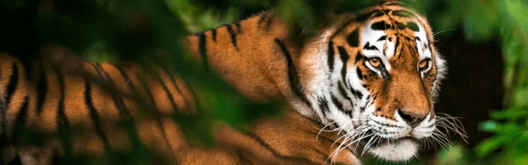 A tiger lying among green trees