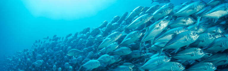 Shoal of fish in the ocean