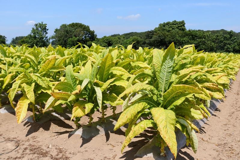 Tobacco plants