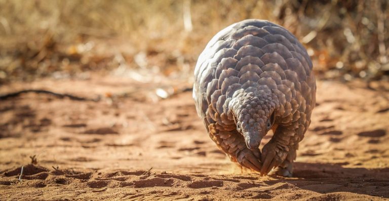Pangolin running on the desert