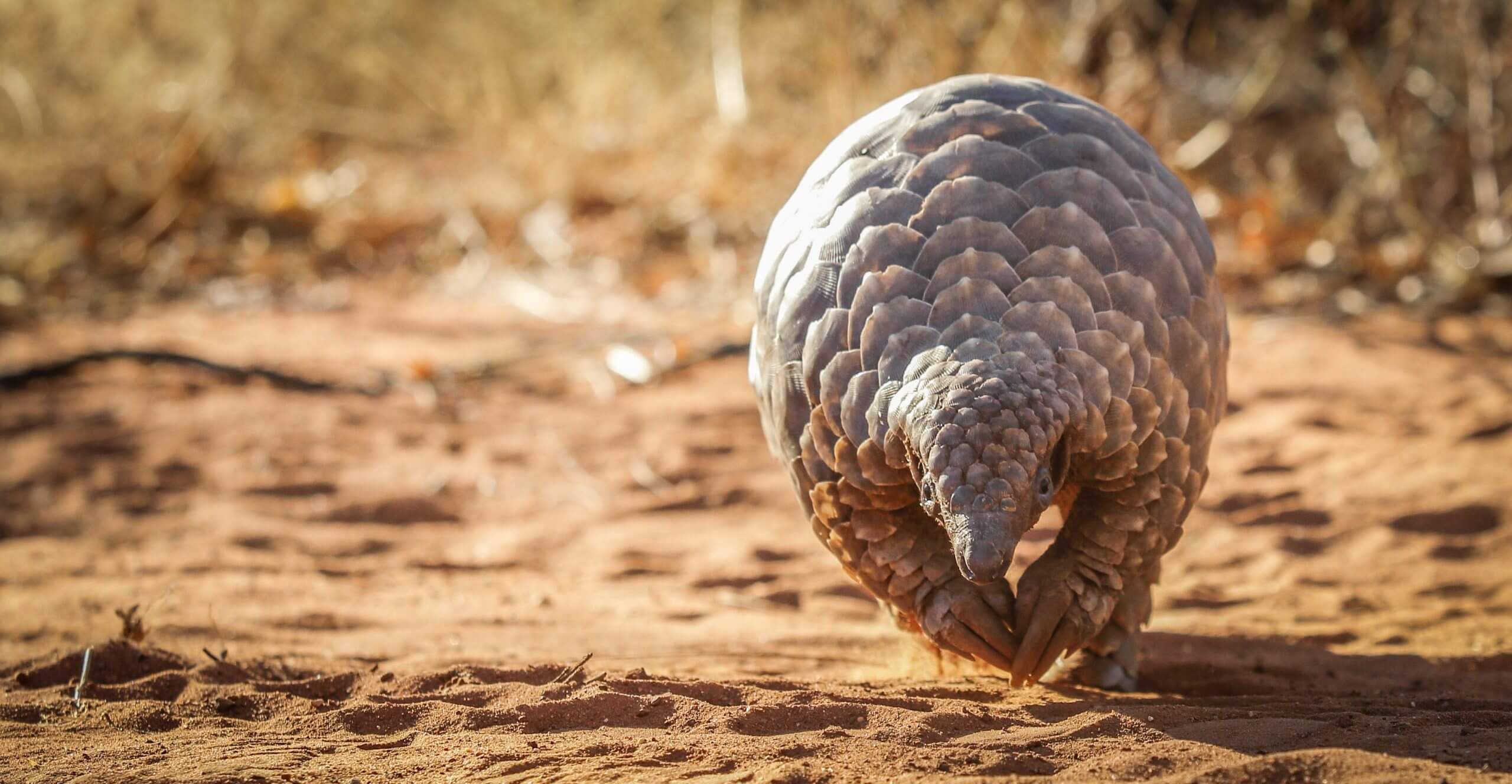 Pangolin running on the desert