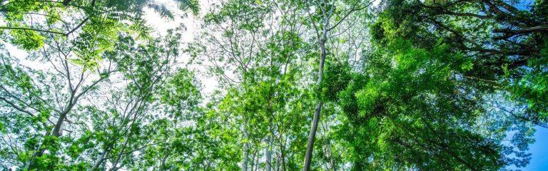 Green trees