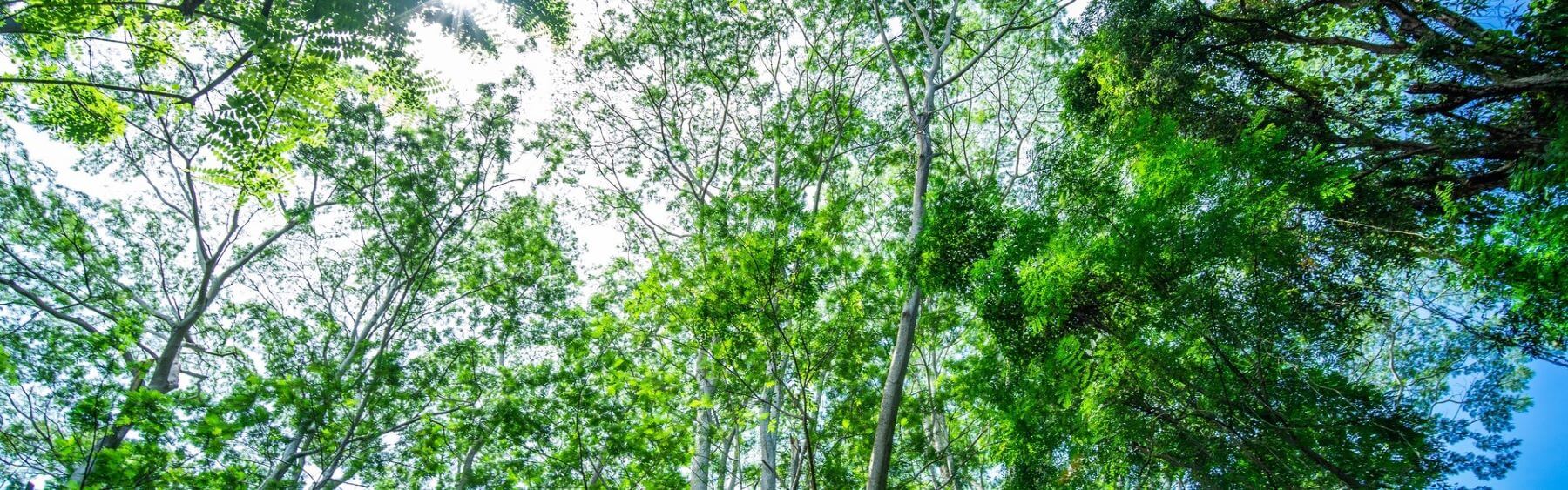 Green trees