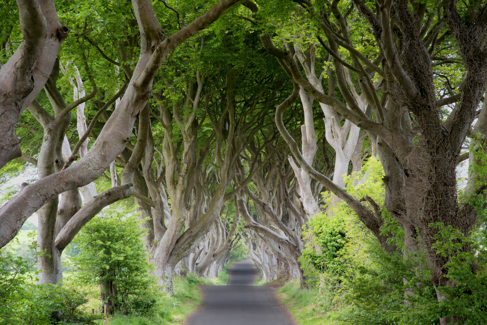 A path through the trees forming a tunnel