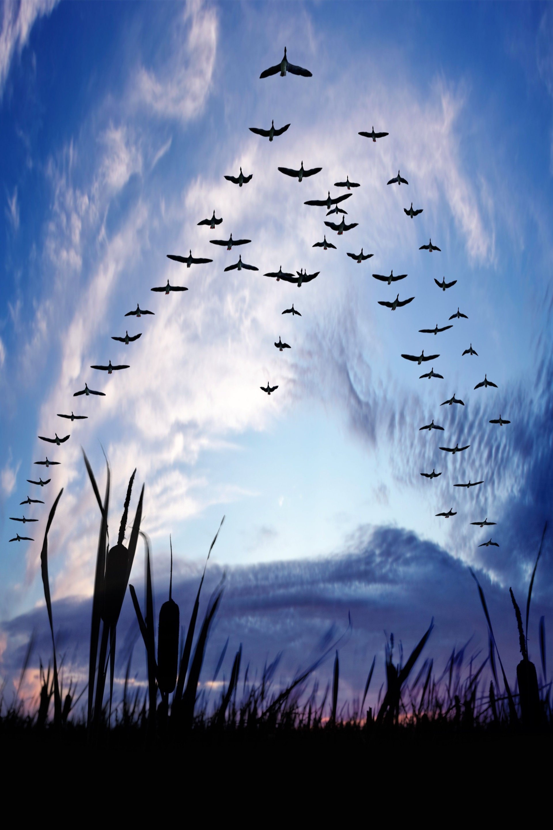 View of the birds flying in the key