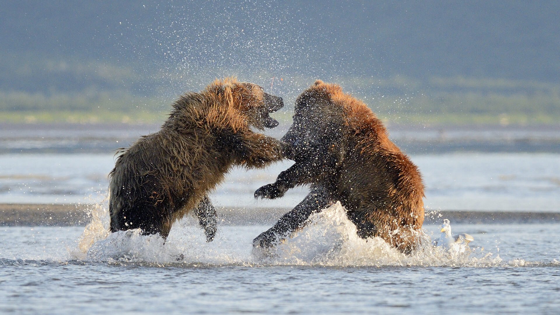 Two bears fighting each other in the water