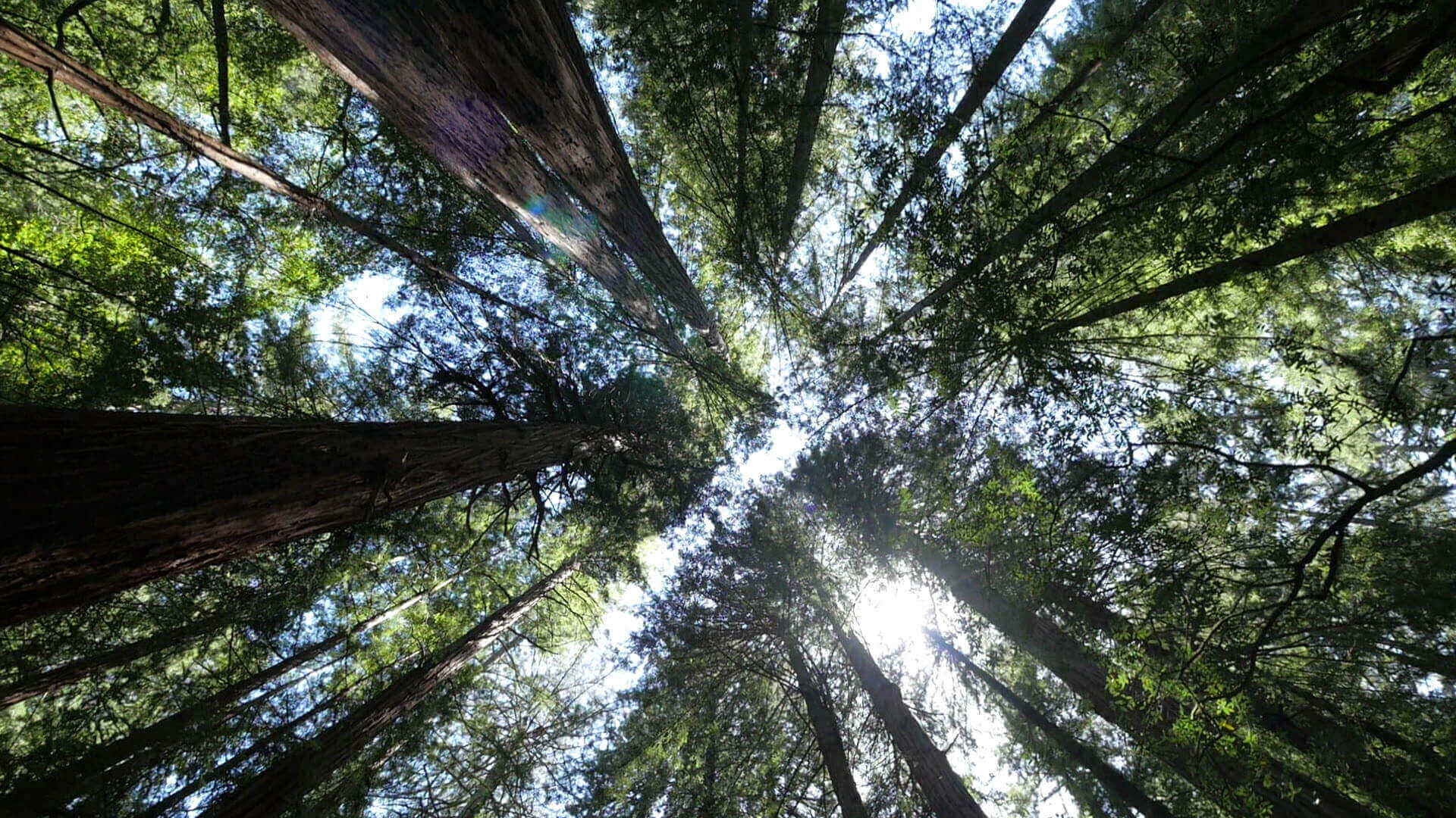 Close of trees from below