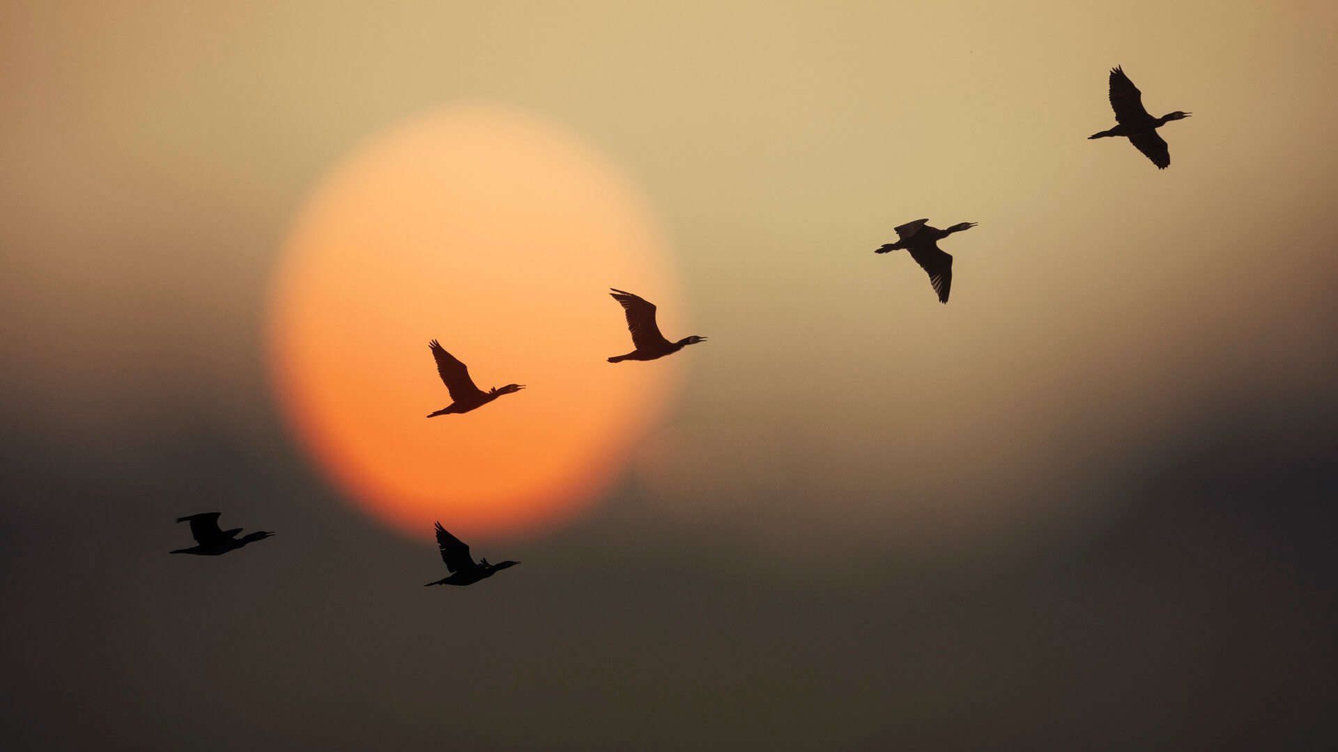 Birds fly with a key