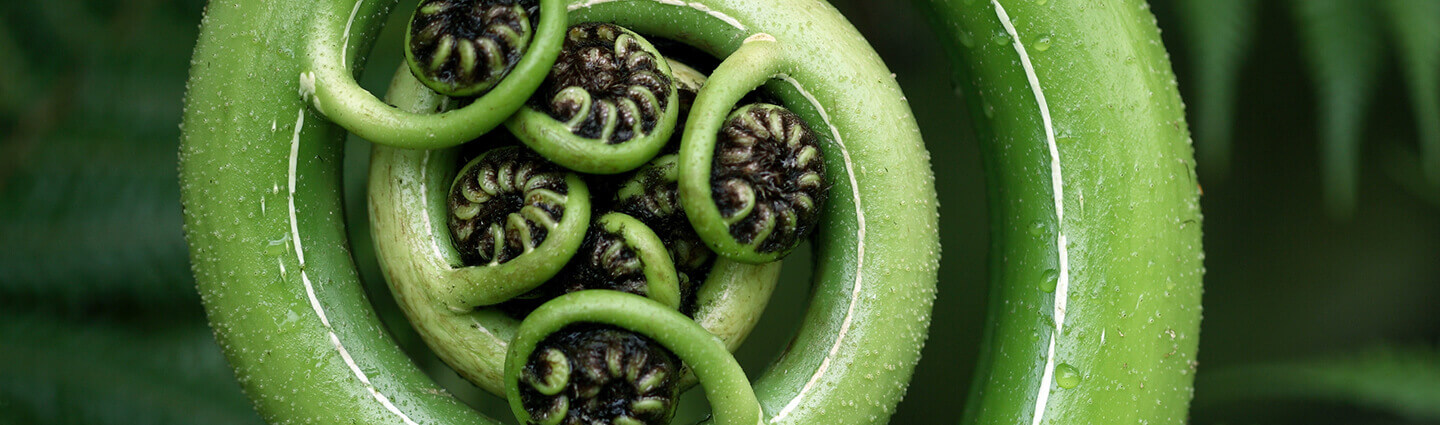 Developing of green fern in zoom