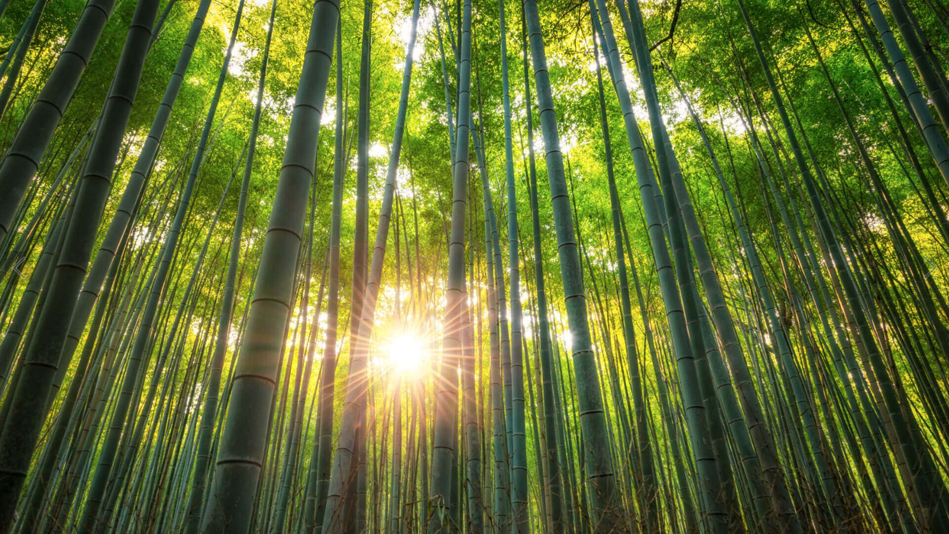 Sun rays among bamboo trees