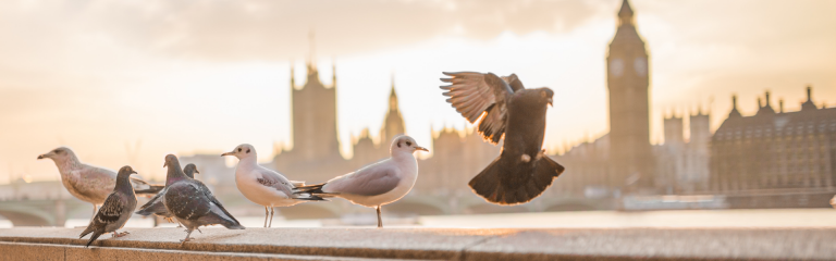 Bird on the background of Big Ben