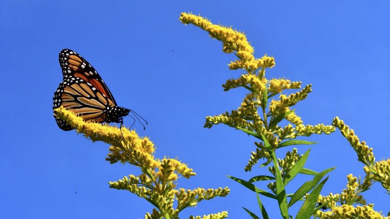 Colorful butterfly on yellow plant