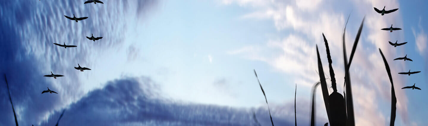 Birds flying in the sky