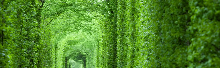 A tunnel made of shrubs