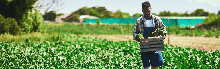 The gardener gathers vegetables from the field