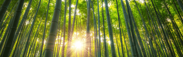Sun shining through bamboo forest