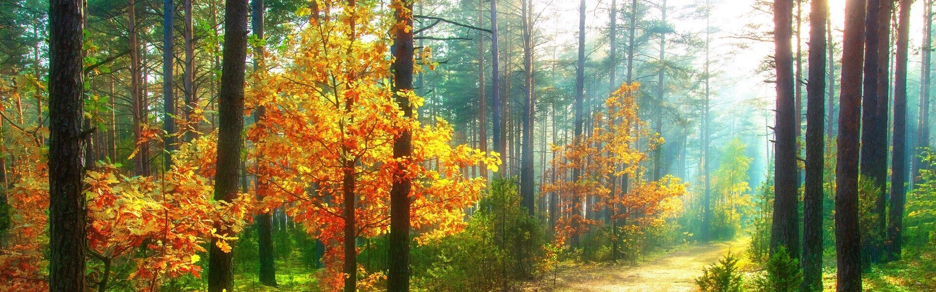 View of the forest during autumn