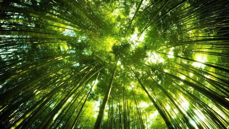 Bamboo forest