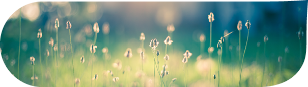 Flowers at the meadow