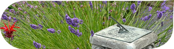 Shifting the dial on the flowers meadow