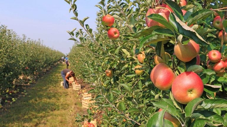 Apple orchard