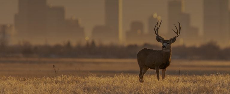 A deer looking into the distance