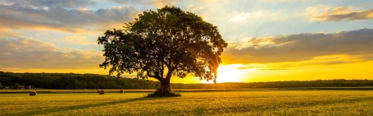 Tree in the meadow at sunset