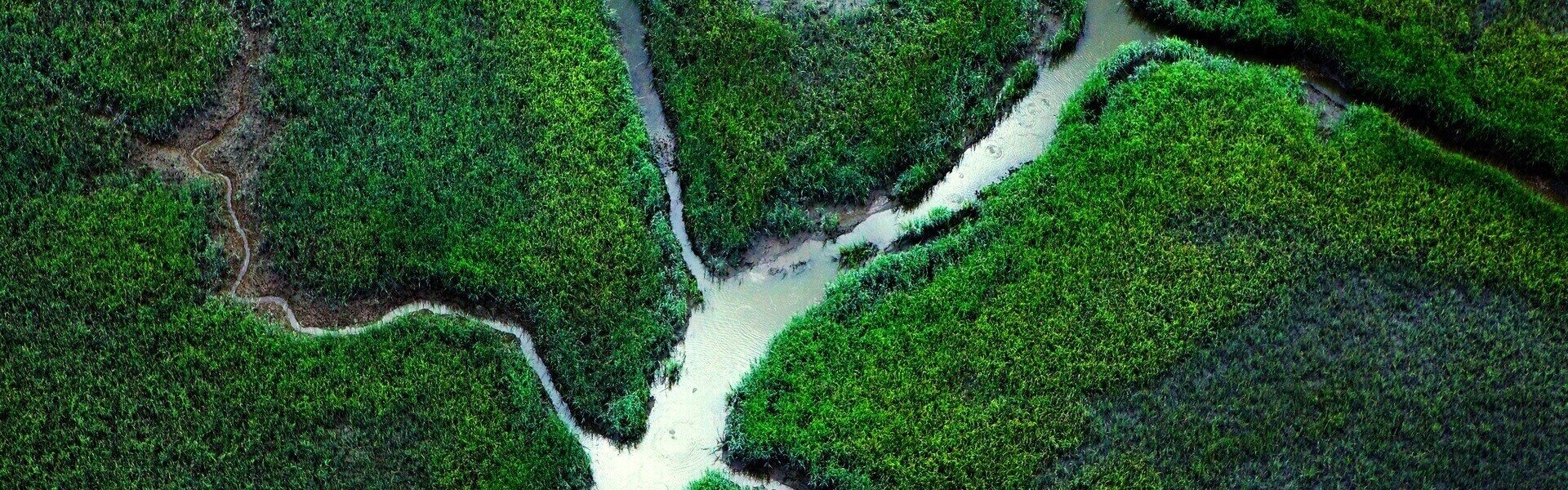 A river flowing through the forest