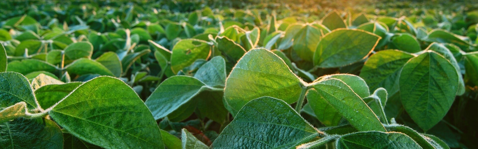 Plant leaves in the field at sunrise