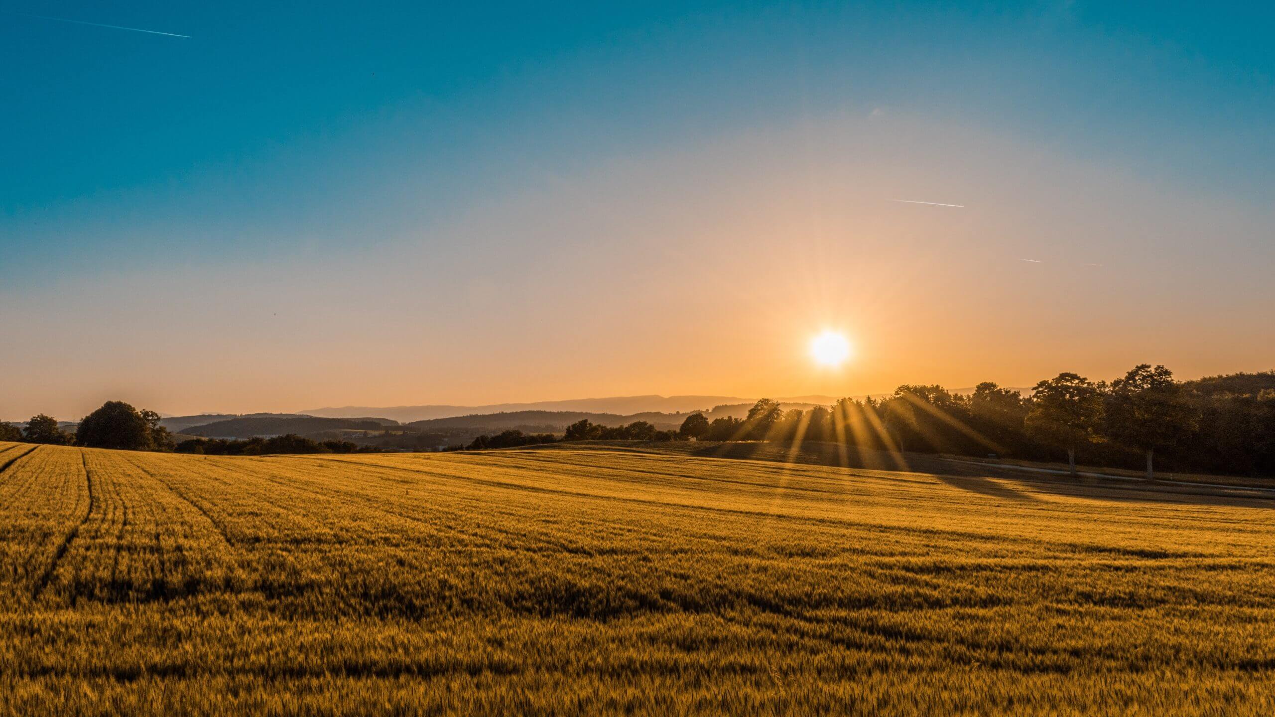 Sunset on the field