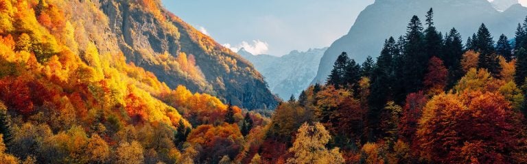 Forests in the mountains during the autumn