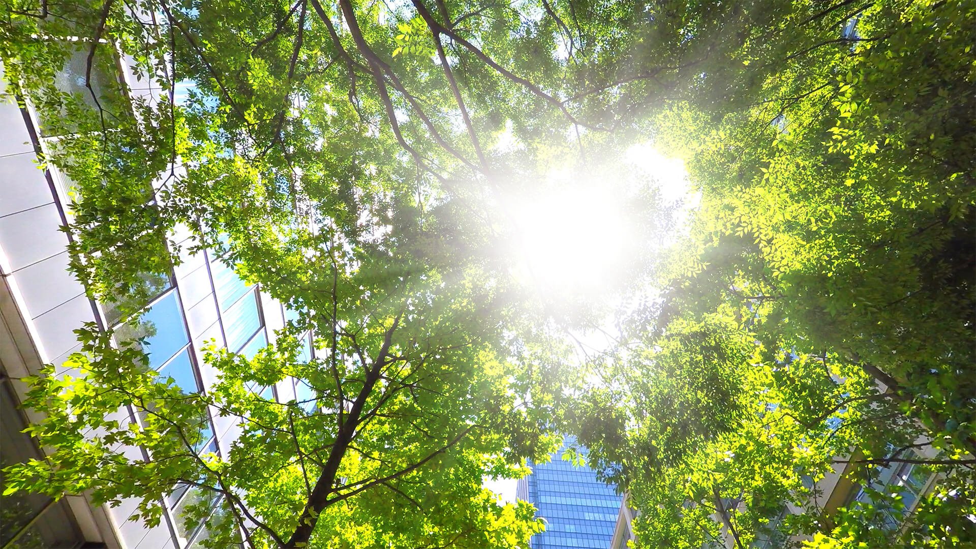 The sun breaking through the canopy of trees