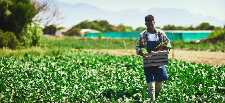 A young farmer walking and carrying a crate full of fresh produce at his farm